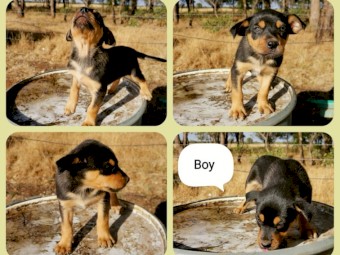 Only 2 left.    Pure breed Kelpie pups