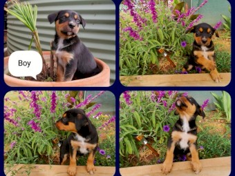 Only 2 left.    Pure breed Kelpie pups