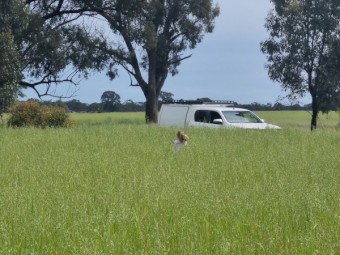 100 x Oaten/Rye Hay 5x4 Bales