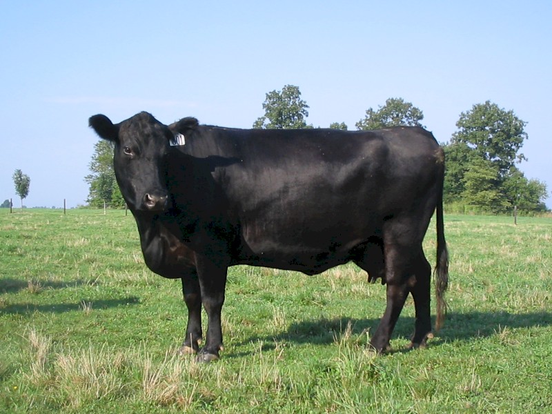 WANTED Agistment for 10-20 PTIC Angus cows - Canberra, Goulburn, Yass Valley, Braidwood, Bungendore
