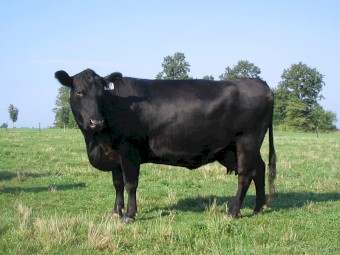 WANTED Agistment for 10-20 PTIC Angus cows - Canberra, Goulburn, Yass Valley, Braidwood, Bungendore