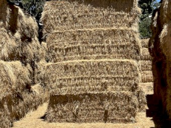 180mt Rye/Clover Hay 500kg 8x4x3 Bale (New Season 22/23)