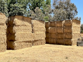 180mt Rye/Clover Hay 500kg 8x4x3 Bale (New Season 22/23)