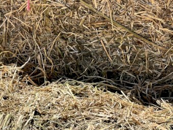 180mt Rye/Clover Hay 500kg 8x4x3 Bale (New Season 22/23)