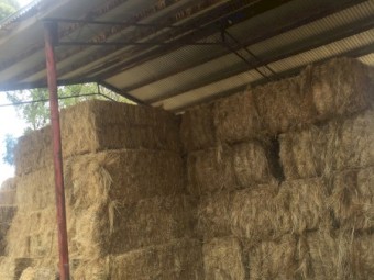 30 x Rye & Clover Mix Hay 350kg 8x3x3 Bales, Baled November 2022