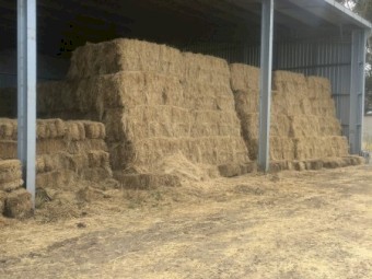 2022 Season Rye Grass Hay, 230 Square Bales 3 x 3 x 8, approx 350kg per bale or 80 Tonne,  