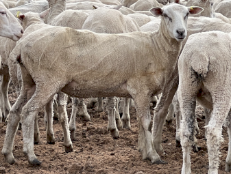 450 First Cross Ewes