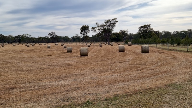 500 x Pasture Hay 5x4 Round Bales