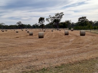 500 x Pasture Hay 5x4 Round Bales