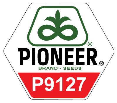 P9127 Maize Seed