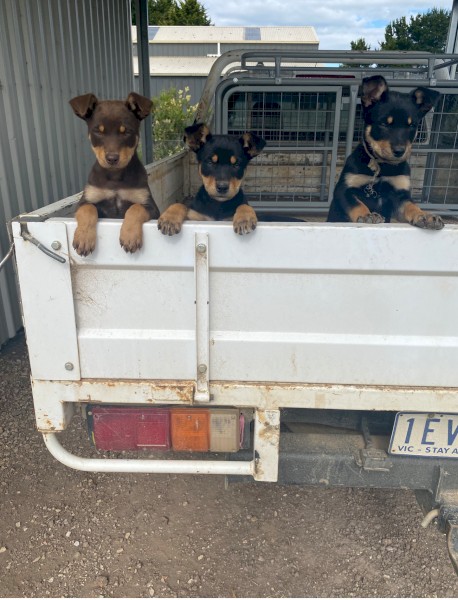 3 x Male Kelpie Pups