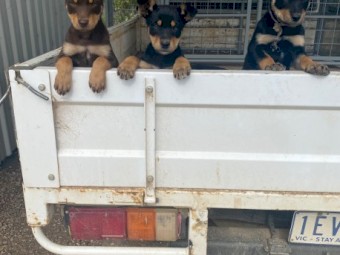 3 x Male Kelpie Pups