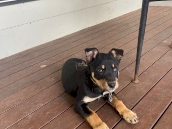 3 x Male Kelpie Pups