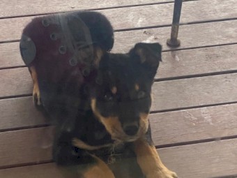 3 x Male Kelpie Pups