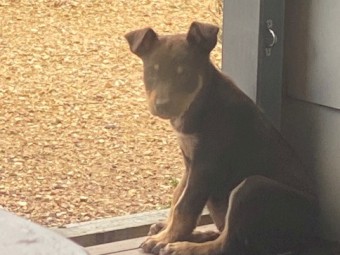 3 x Male Kelpie Pups