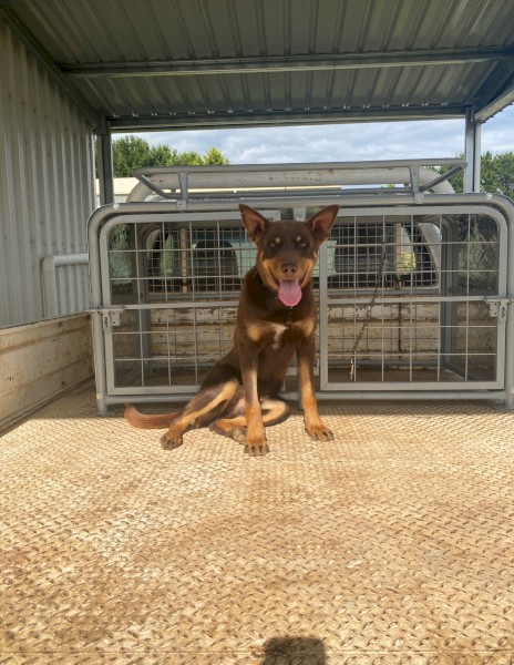 Working Kelpie Dog (Bear)