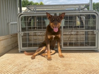 Working Kelpie Dog (Bear)