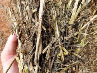 Vetch/Wheaten Hay 490kg 8x4x3 Bales (New Season 22/23)