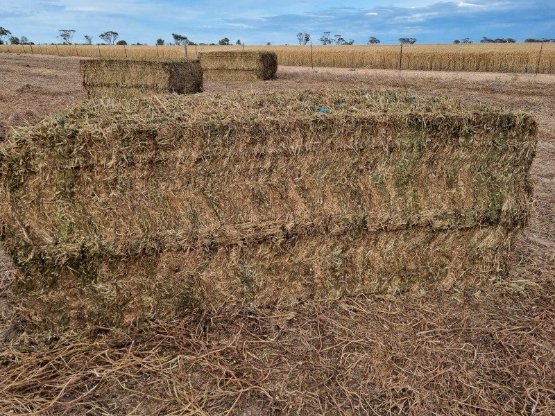 140mt Vetch Hay 8x4x3 Bales