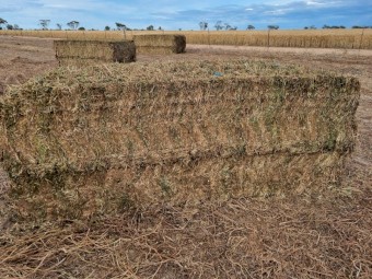 140mt Vetch Hay 8x4x3 Bales