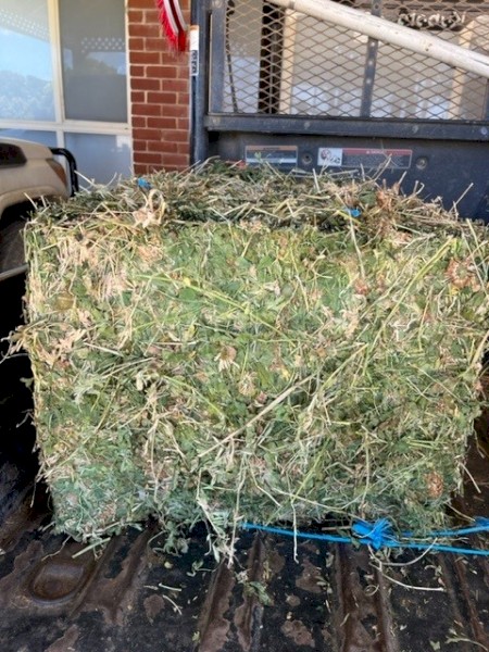 Lucerne Hay Small Squares