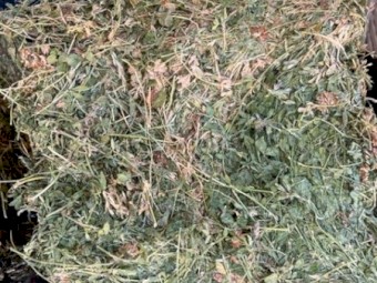 Lucerne Hay Small Squares