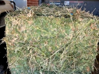 Lucerne Hay Small Squares