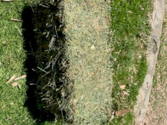 Lucerne Hay Small Squares