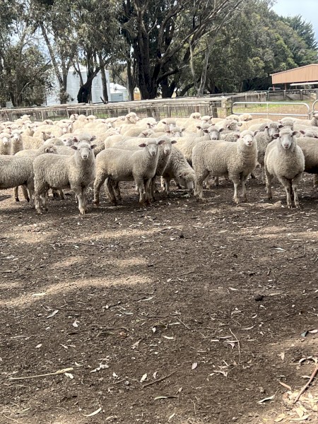 460 X-Bred Lambs