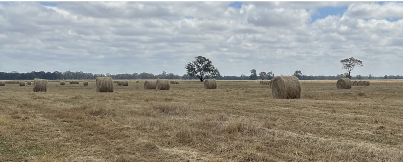 Clover & Rye 5X4 round bales
