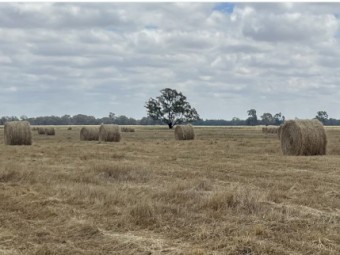 Clover & Rye 5X4 round bales