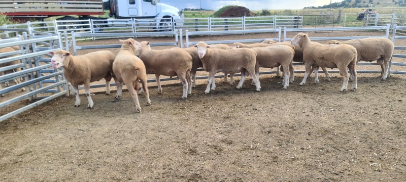 Poll Dorset Rams