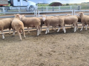 Poll Dorset Rams