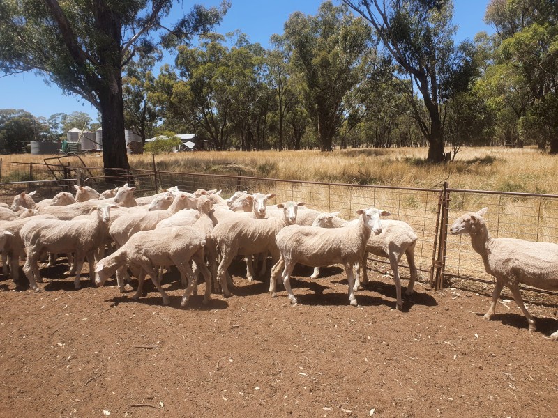 35 1st x border ewes