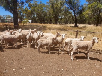 35 1st x border ewes