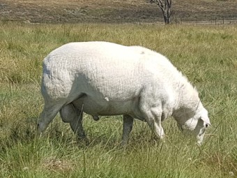 Australian White Ram.  Full shedding.  2019 Drop.