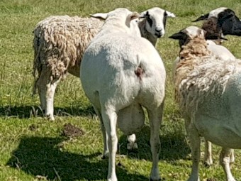 Australian White Ram.  Full shedding.  2019 Drop.
