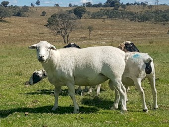 Australian White Ram.  Full shedding.  2019 Drop.