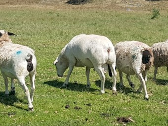 Australian White Ram.  Full shedding.  2019 Drop.