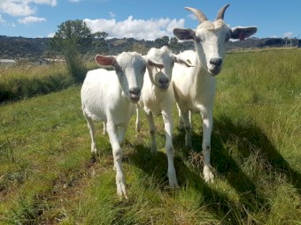 Saanen Doe and 2 Saanen Wethers.