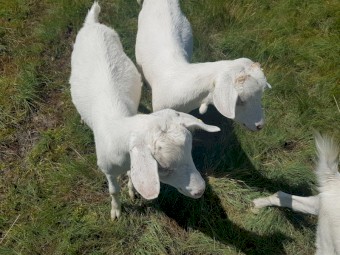 Saanen Doe and 2 Saanen Wethers.