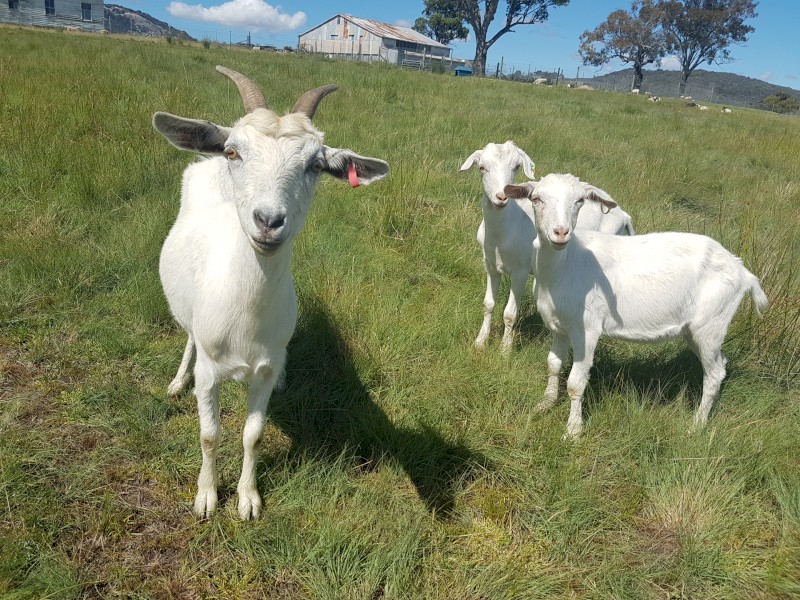 Saanen Doe and 2 Saanen Wethers.