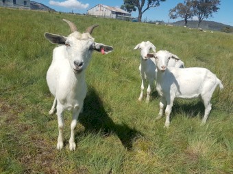 Saanen Doe and 2 Saanen Wethers.