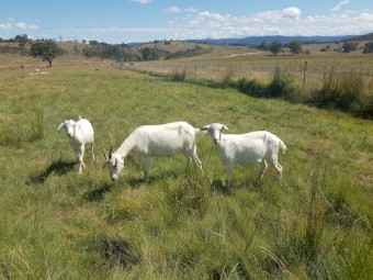 Saanen Doe and 2 Saanen Wethers.