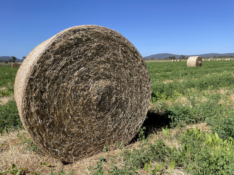Clover / Lucerne 5 x 4 Round Bales
