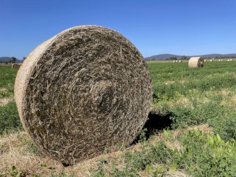 Clover / Lucerne 5 x 4 Round Bales