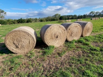 Rhodes Grass 4 x 4 Hay Bales