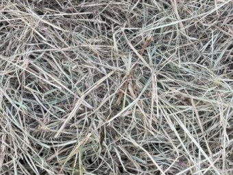 Rhodes Grass 4 x 4 Hay Bales