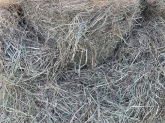 Rhodes Grass 4 x 4 Hay Bales