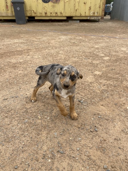 Kelpie cross Koolie